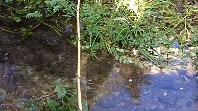 Frogs Head For Spawning Place - My Stream смотреть онлайн