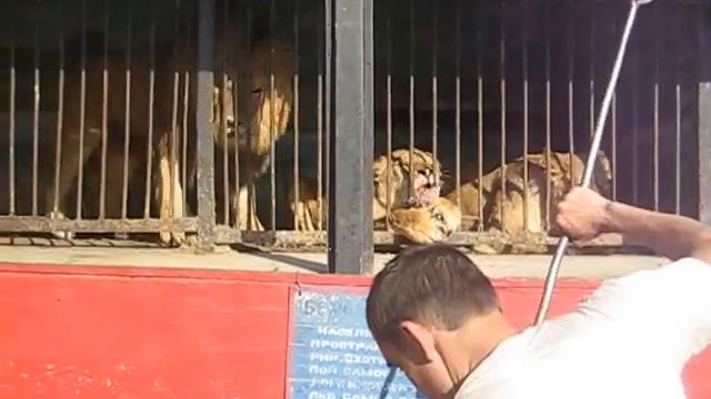 как кормят львов и тигров в зоопарке смотреть онлайн