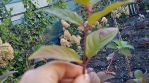 Чем отличается гортензия Самарская Лидия от других метельчатых гортензий.