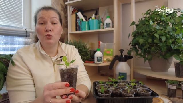 ПЛОХАЯ РАССАДА ПЕРЦА - ИСПРАВЛЯЙТЕ ОШИБКИ! КАК ВЫРАСТИТЬ КРЕПКУЮ РАССАДУ смотреть онлайн