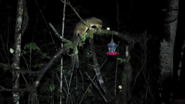 Olinguito at Bellavista, Ecuador смотреть онлайн