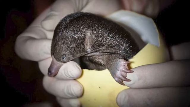 Утконос  Опаснее чем ты думаешь.