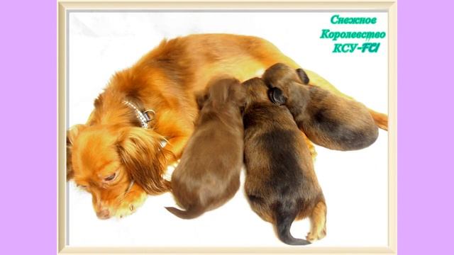 Длинношерстный мини-той, девочка, КСУ-FCI! смотреть онлайн