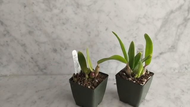 Sunset Valley Orchids | Spring 2021 Unboxing: New Mini & Compact Cattleya Orchids смотреть онлайн