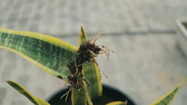 Snake Plant Propagation By Rooting Method #urbangarden #terracegarden #snakeplant #airpurifyingplan смотреть онлайн