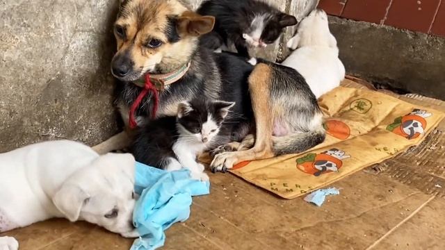 One Puppy Is Blind, One Is Disabled, And Is Said To Be Unlucky, Making Rescue More Difficult. смотреть онлайн