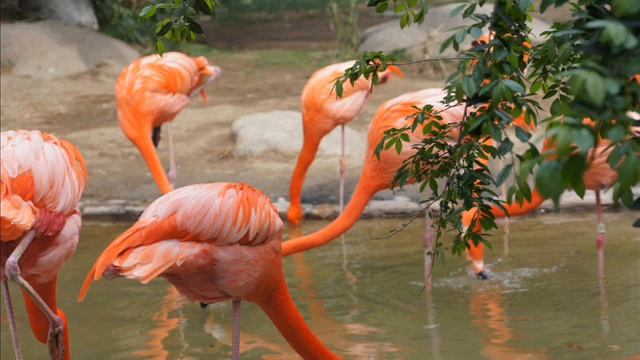 Groovy Kind Of Love смотреть онлайн