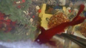 Рыба петушок рожает