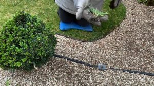 10 лет в саду ОТСЫПКА КАМНЕМ НА КЛУМБАХ. Ландшафтный дизайн.