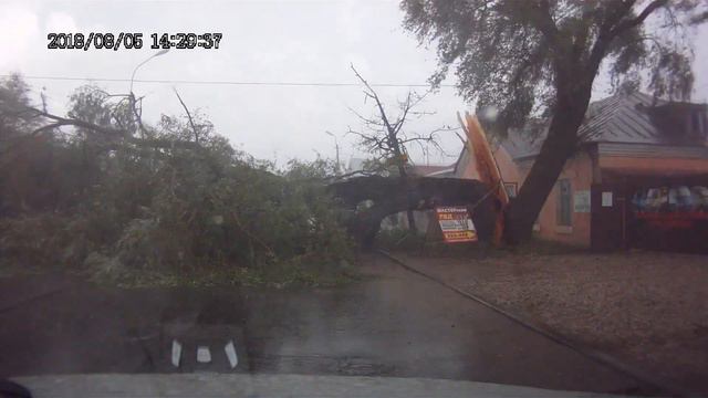 В Великом Новгороде рухнувшее дерево чуть не придавило два автомобиля