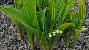 Ландыши в саду, как вырастить ландыши