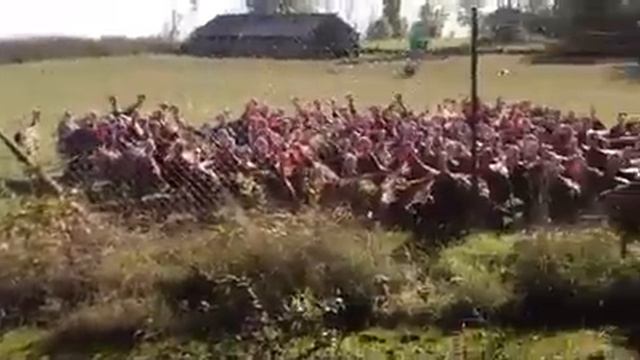Tacchini Ultras смотреть онлайн