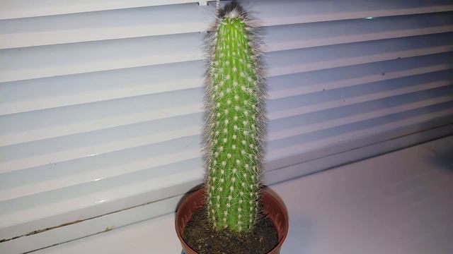 🌵Как ухаживать за кактусами 🌿✨ смотреть онлайн