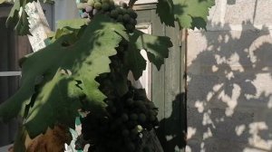 Виноград Курчанский