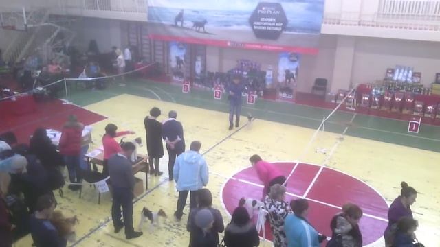 Выставка собак 18.12.2016. Тула смотреть онлайн