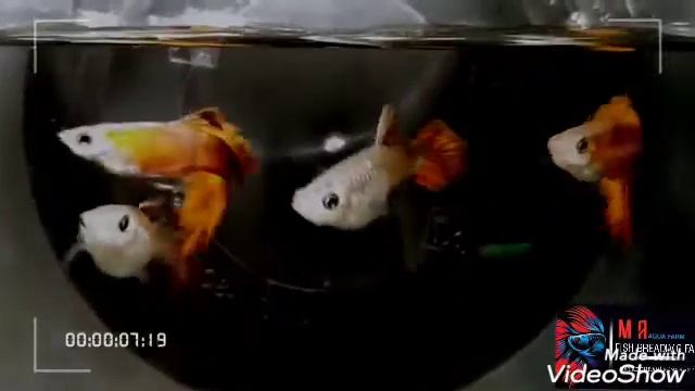 Java Red New Line| Guppy| MA AQUA FARM смотреть онлайн