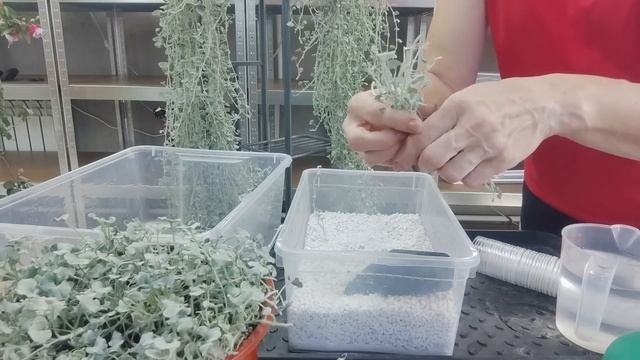 Зимовка Дихондры в доме. Как сохранить и размножить. Этот способ черенкования дает 100% результат. смотреть онлайн