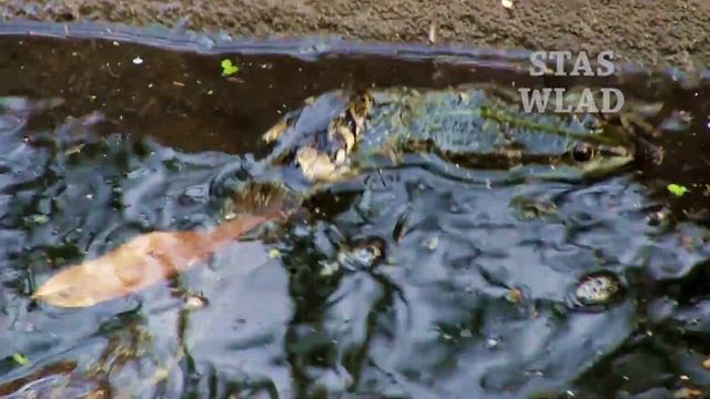 #Змея съедает жабу. #SNAKE vs #TOAD смотреть онлайн
