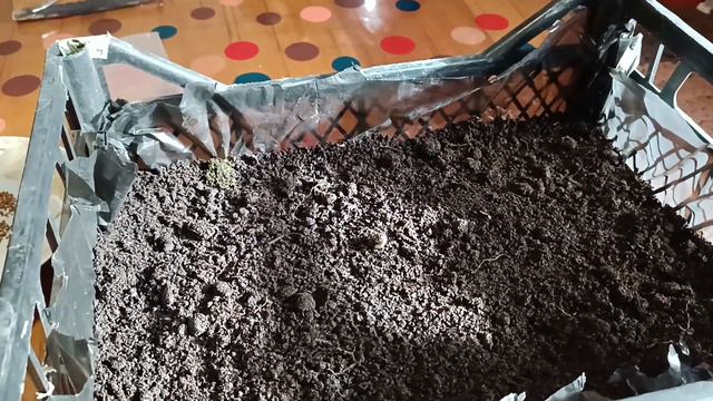 Тюльпани і гіацинти на вигонку . Перший мій досвід #сіюдекоративнуцвітнуцкапусту#тюльпанинавікні смотреть онлайн