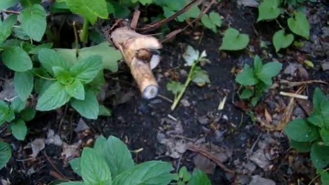 прививка виноградного куста в штамб 2019 смотреть онлайн