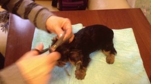 Подстригаем ушки щенку йоркширского терьера
