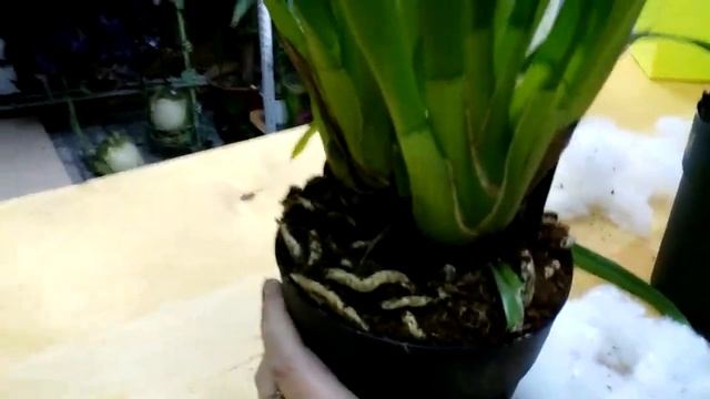 Цимбидиумы от группы Орхидеи почтой. Обзор посылки. НОЯБРЬ! смотреть онлайн