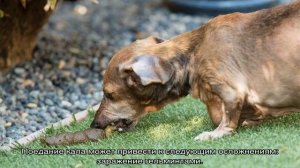 Почему собака ест свой кал: что делать и как отучить