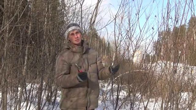 Найти иву смотреть онлайн