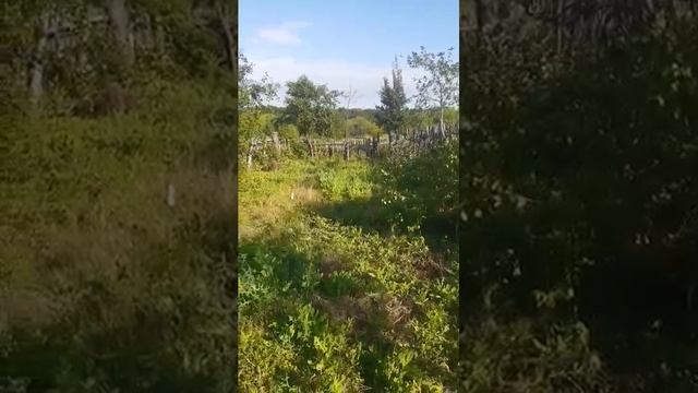 Всё сгорело. смотреть онлайн