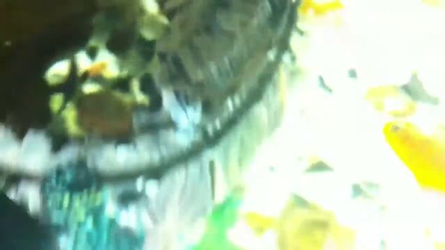 My awesome aquarium #2 смотреть онлайн