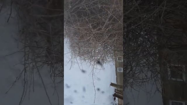 Огромный колючий куст как гнездо для птиц смотреть онлайн