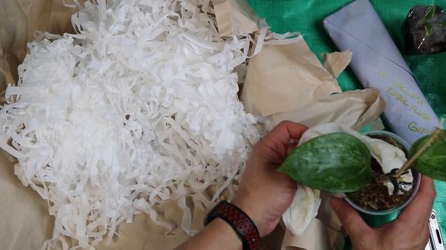 Large Etsy unboxing of Hoya, Fan Aloe and Geohintonia Mexicana смотреть онлайн