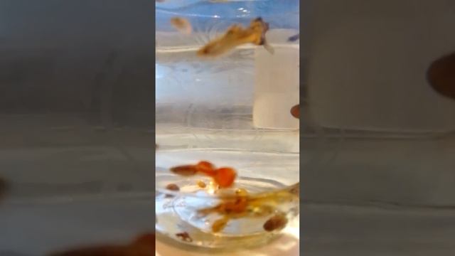 Смесь обычных гуппи и гуппи Эндлера смотреть онлайн