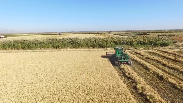 Уборка риса в Красноармейском районе на TORUM