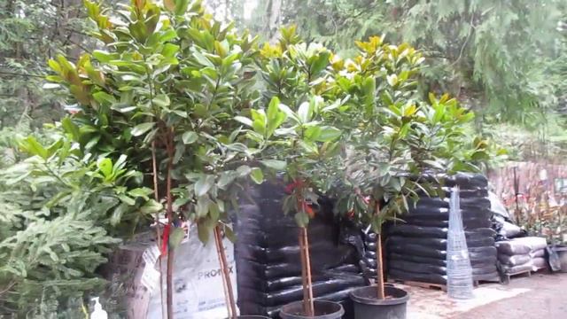 Magnolia grandiflora trees for sale смотреть онлайн