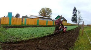 Мотоблок мтз в деле .  Осенняя запашка горчицы в развал .