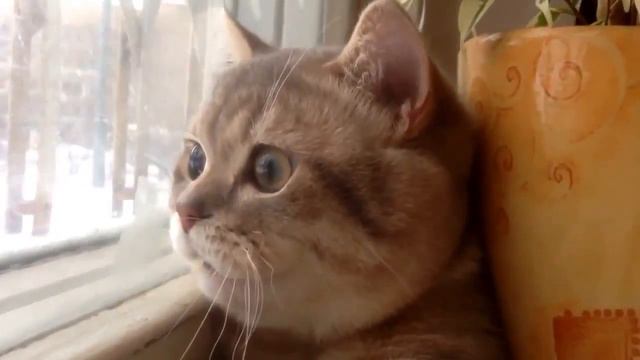 Кота торкнуло смотреть онлайн
