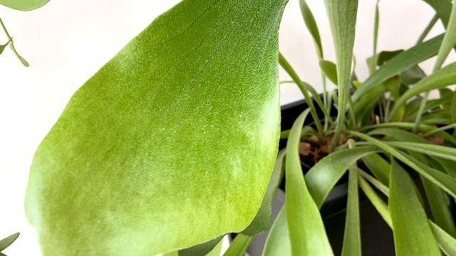 ПЛАТИЦЕРИУМ ОЛЕНЕРОГИЙ / PLATYCERIUM BIFURCATUM  [Краткий Видео Обзор]