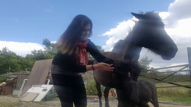 почему МУЛЫ умнее других животных смотреть онлайн