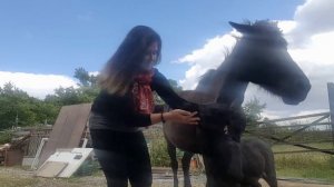 почему МУЛЫ умнее других животных