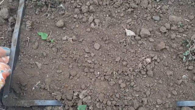 Как сажать детки тюльпанов Тюльпаны в ящиках смотреть онлайн