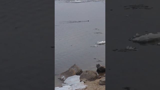 Чудо-юдо рыба-кит смотреть онлайн