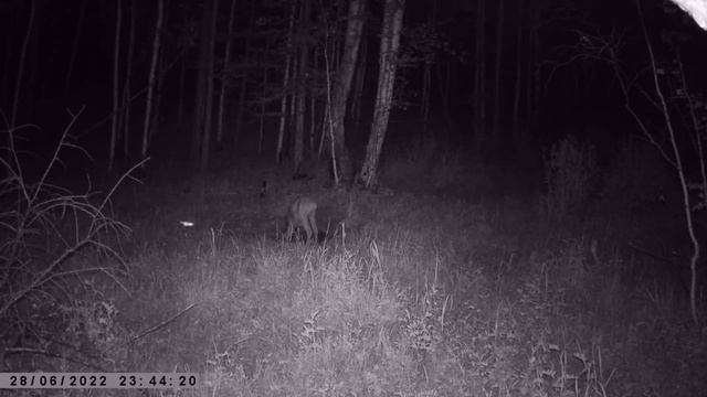 ИЗЮБРЬ ПАНТАЧ ДИКИЙ КАБАН СИБРСКАЯ КОСУЛЯ смотреть онлайн