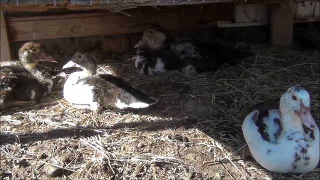 Мускусные утки, печальный опыт смотреть онлайн