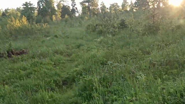 Лосиный остров после дождя смотреть онлайн