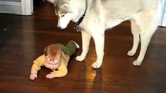 Малыш и собака. смотреть онлайн