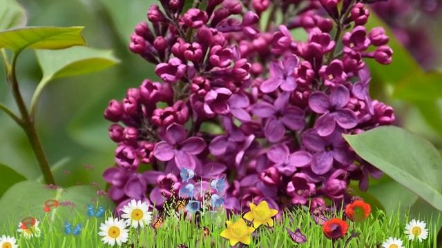 Сирень обыкновенная Сирень обыкновенная ? Обзор: посадка и уход. саженцы: описание и особенности смотреть онлайн