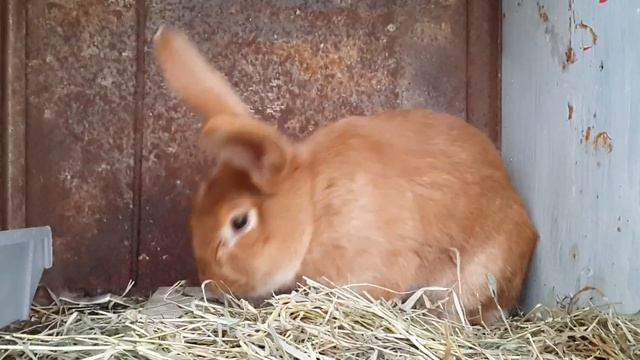 кролик бургундия (мужичок) смотреть онлайн