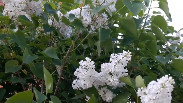 Поселок Палкино весна 2019 смотреть онлайн