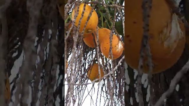 பாக்குமரம் /Areca catechu /areca nut tree смотреть онлайн